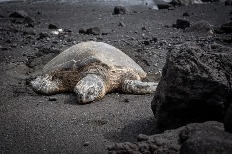 Black Sand Beaches: A Guide to Hawaii's Unique Shorelines