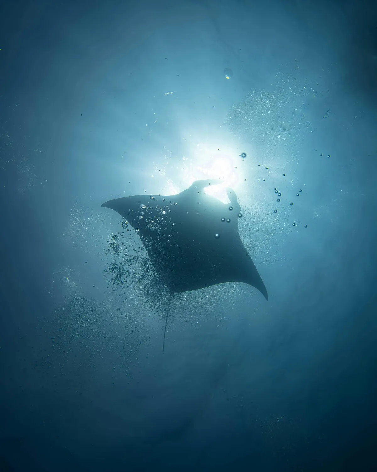 Manta Ray Night Dive