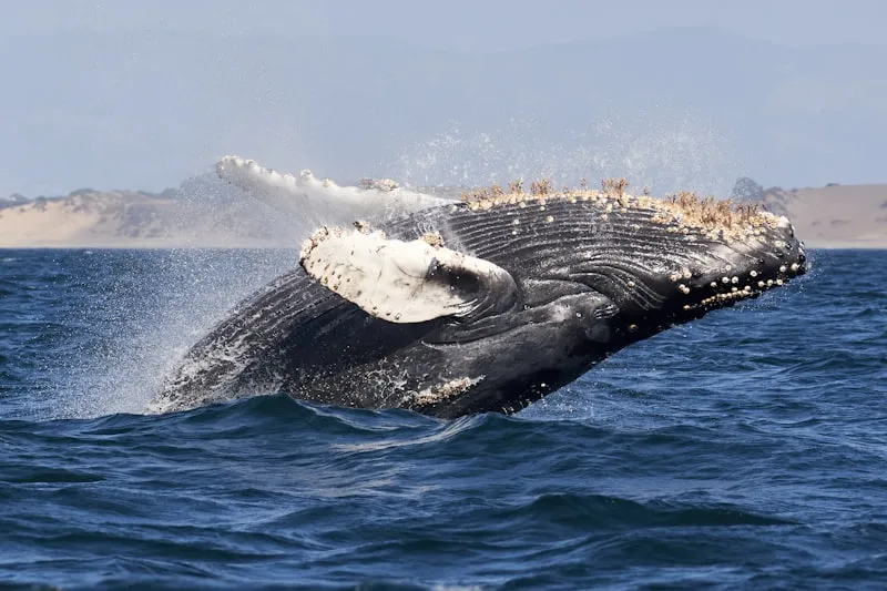 Whale Watching Season in Hawaii