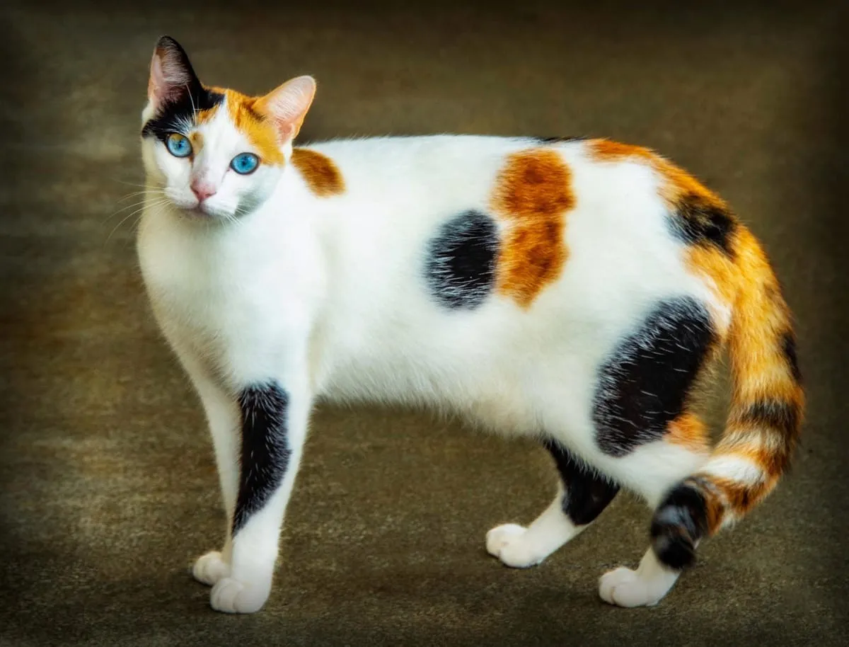 Miss Kitty the calico cat