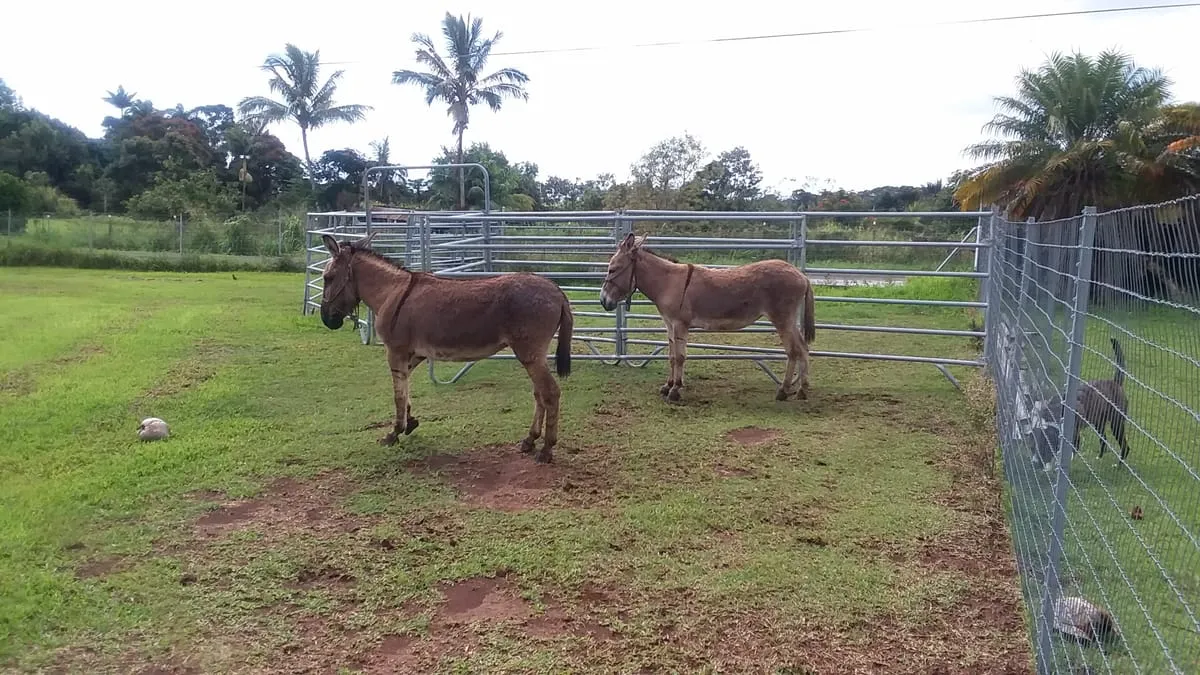 Prudy and Jasper the donkeys
